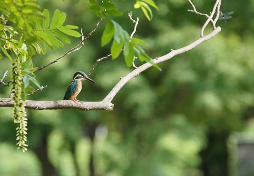 201107180837-DSC00847.jpg