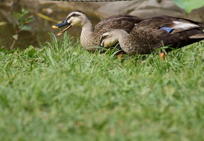 201107180841-DSC00853.jpg