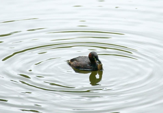 201107190721-DSC01052.jpg