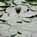 201107190727-DSC01124.jpg
