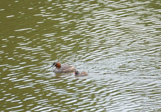 201107190745-DSC01221.jpg