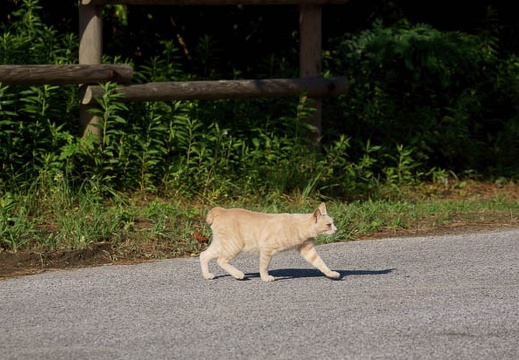 201107220654-DSC01441.jpg