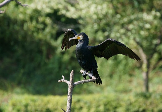 201107220824-DSC01633.jpg