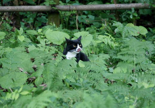 201107221111-DSC01704.jpg