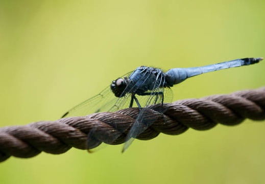 201107221133-DSC01800.jpg