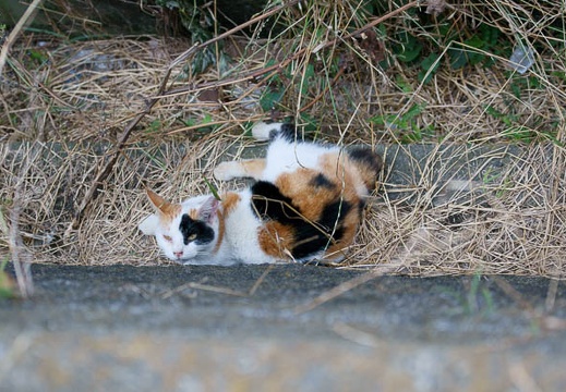 201107231552-DSC02026.jpg