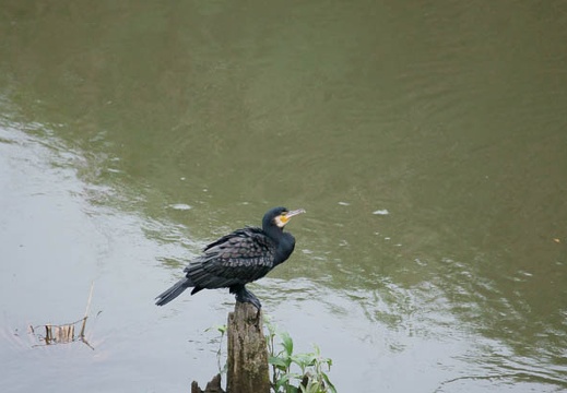 201107231554-DSC02038.jpg