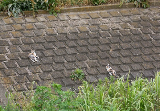 201107231605-DSC02081.jpg