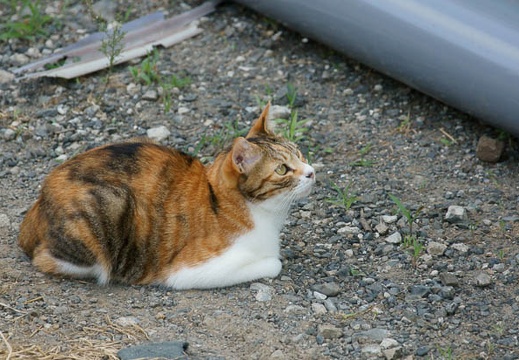 201107231651-DSC02301.jpg