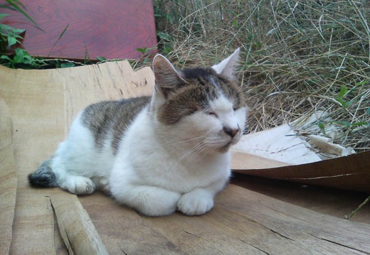 20110723170516-SO902i.jpg