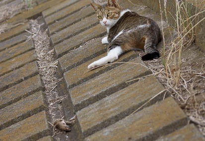 201107231715-DSC02408.jpg