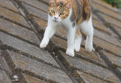 201107231717-DSC02432.jpg