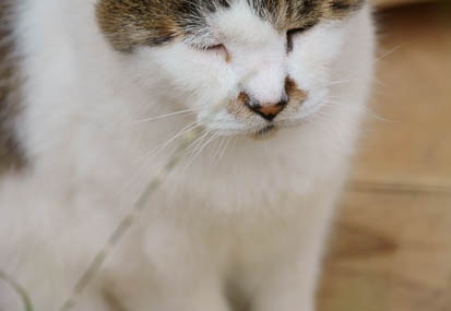 201107231719-DSC02440.jpg