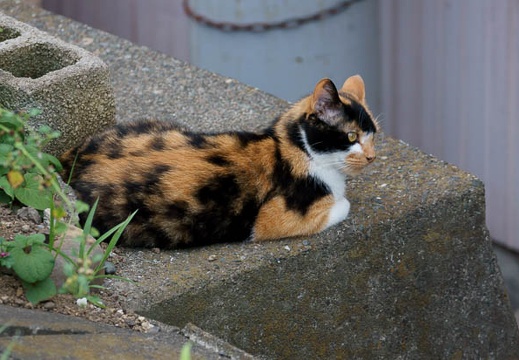 201107231739-DSC02497.jpg