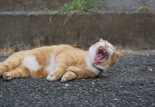 201107231750-DSC02555.jpg