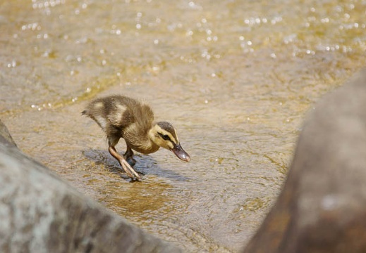 201107251130-DSC03273.jpg