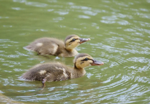 201107251134-DSC03316.jpg