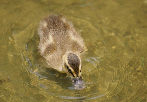 201107251136-DSC03357.jpg