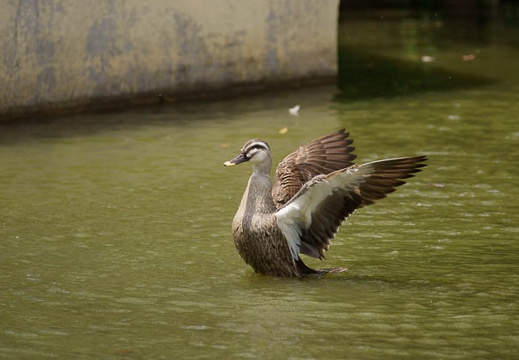 201107251139-DSC03398.jpg