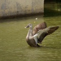 201107251139-DSC03398.jpg