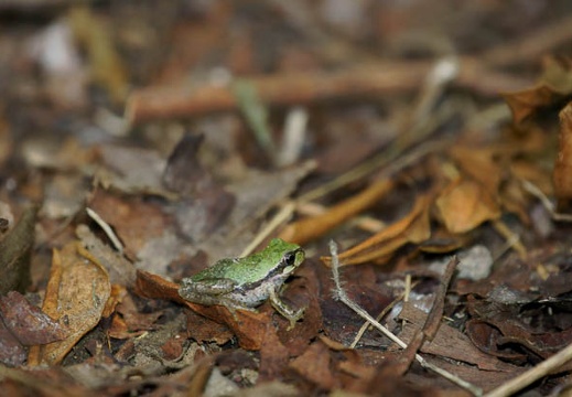 201107260657-DSC03821.jpg