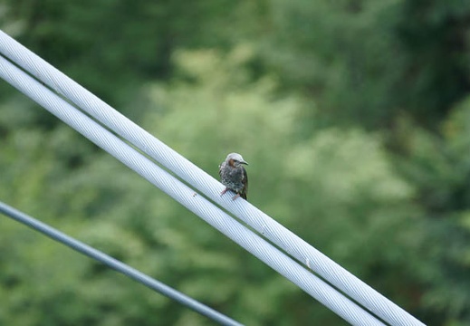201107260958-DSC03898.jpg
