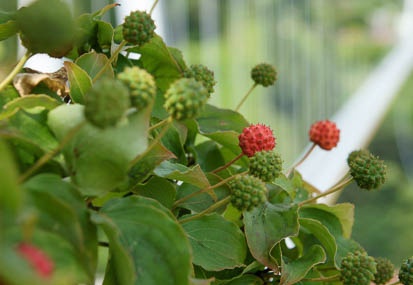 201107261015-DSC03920.jpg