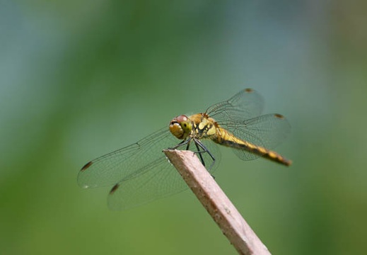 201107261030-DSC03940.jpg