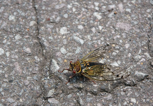 201107261203-DSC03947.jpg
