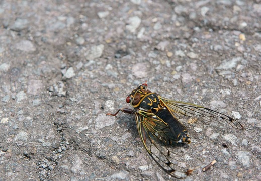 201107261204-DSC03950.jpg