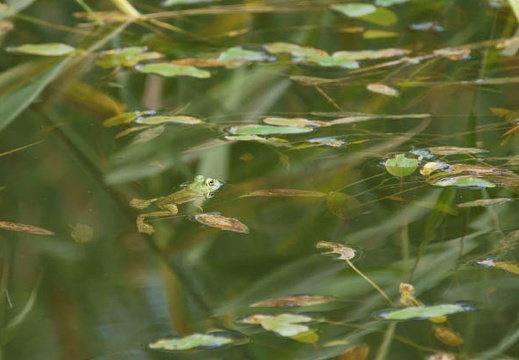 201107281321-DSC04852.jpg