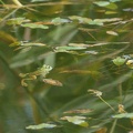 201107281321-DSC04852.jpg