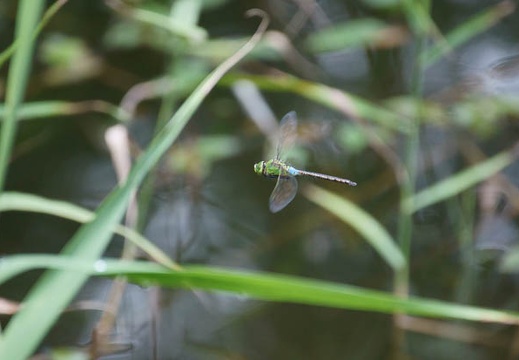 201107281335-DSC04904.jpg