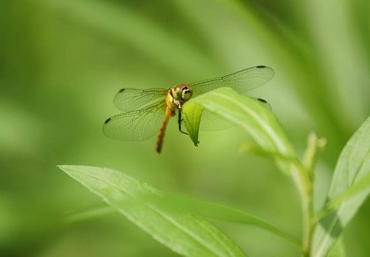 201107281351-DSC04944.jpg