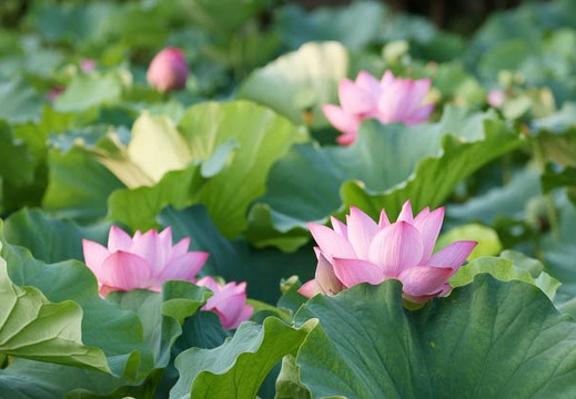 201108020548-DSC05090.jpg