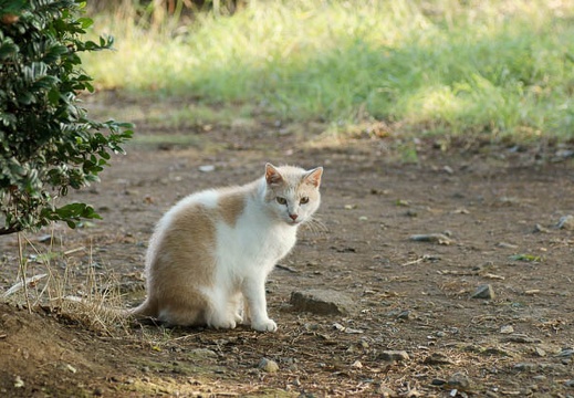 201108020625-DSC05233.jpg