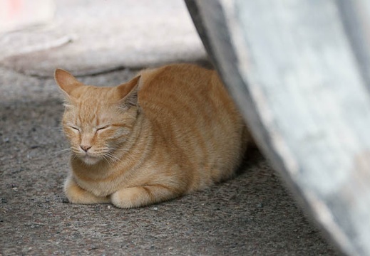 201108020737-DSC05547.jpg