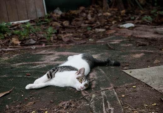 201108020746-DSC05603.jpg