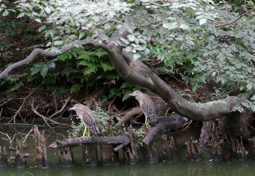 201108020756-DSC05654.jpg