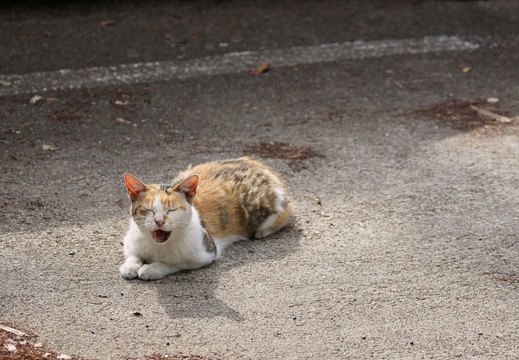 201108020820-DSC05731.jpg