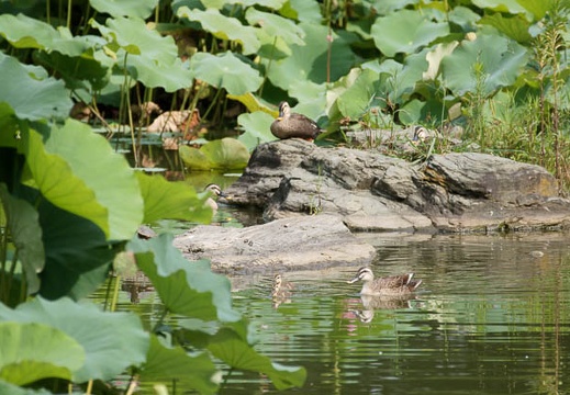 201108020852-DSC05801.jpg
