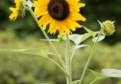 201108021007-DSC05915.jpg