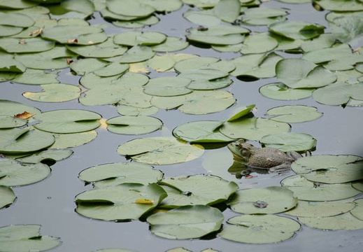 201108021105-DSC06008.jpg