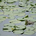 201108021105-DSC06008.jpg