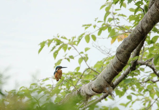 201108021211-DSC06174.jpg