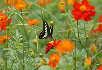 201108031445-DSC06271.jpg