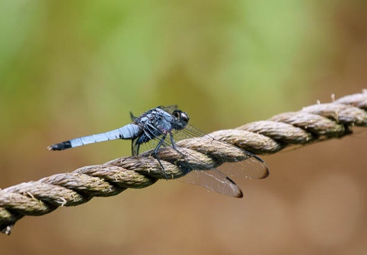 201108041236-DSC00064.jpg
