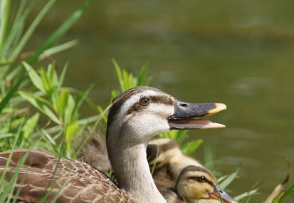 201108041426-DSC00312.jpg