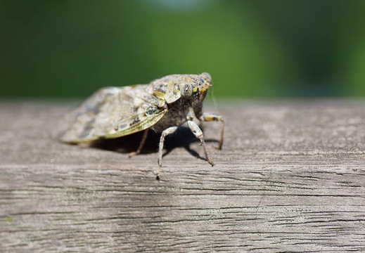 201108041509-DSC00503.jpg