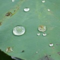 201108041534-DSC00616.jpg